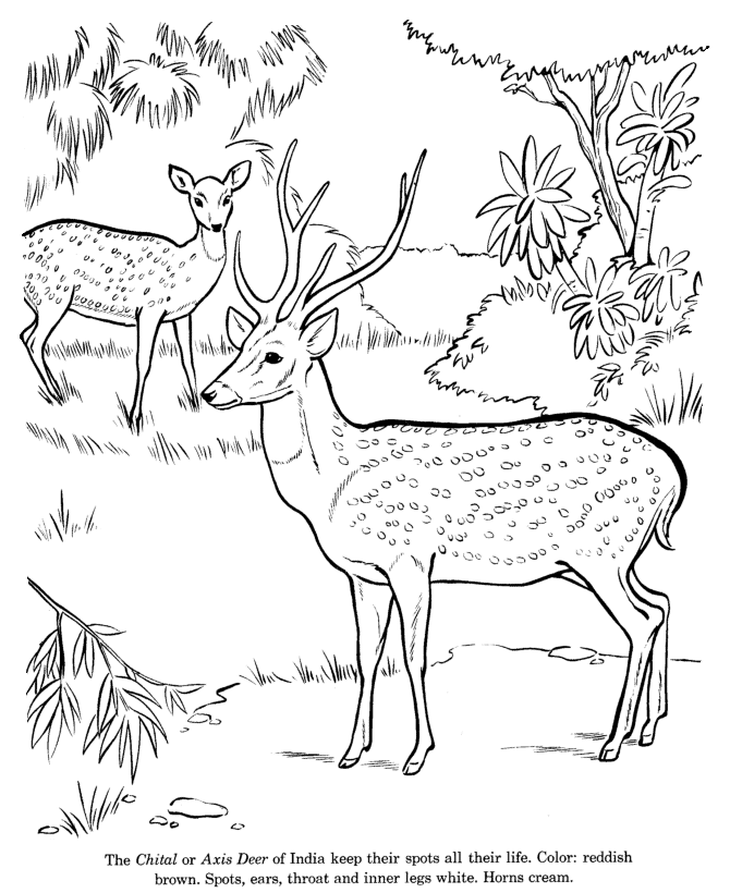 Animal Drawings Coloring Pages  Chital animal identification