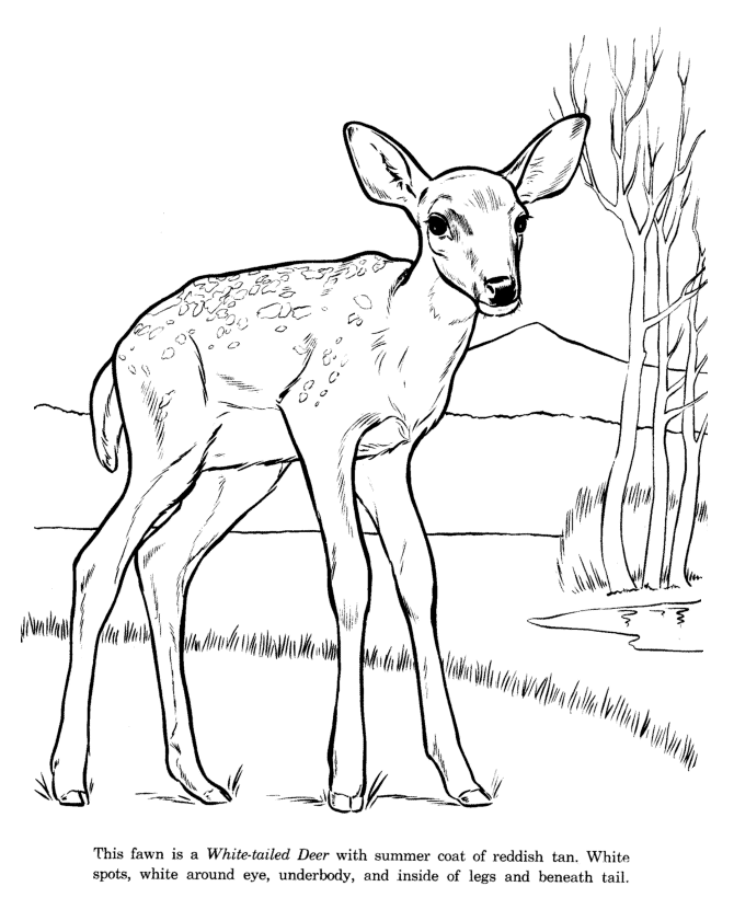 White Tail Deer coloring page