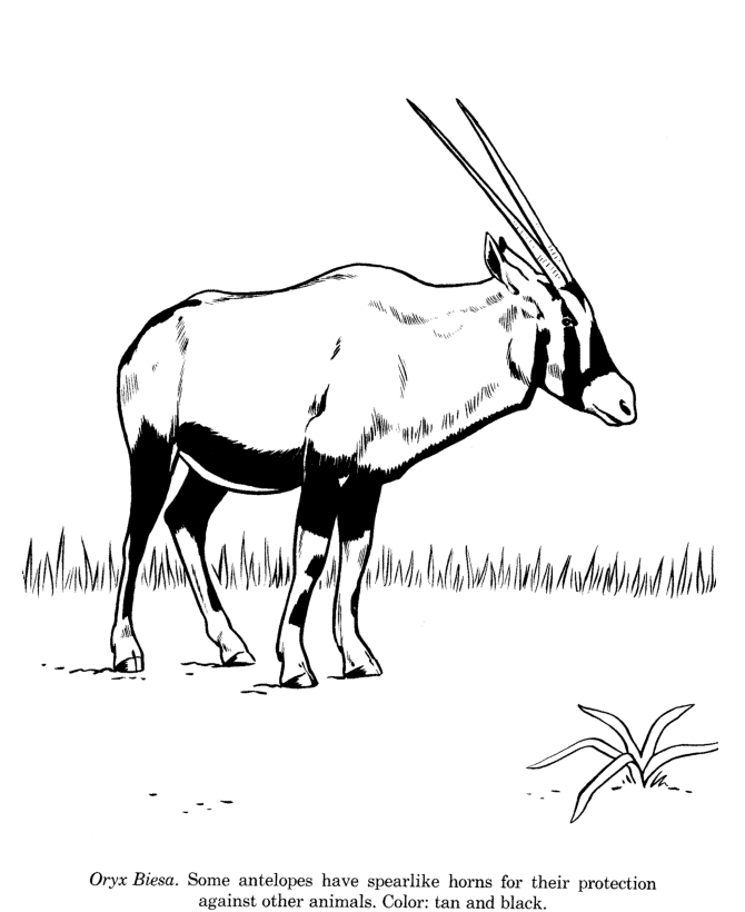 Oryx Biesa coloring page