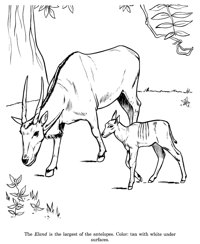 Animal Drawings Coloring Pages | Eland animal identification drawing and  coloring pages | HonkingDonkey