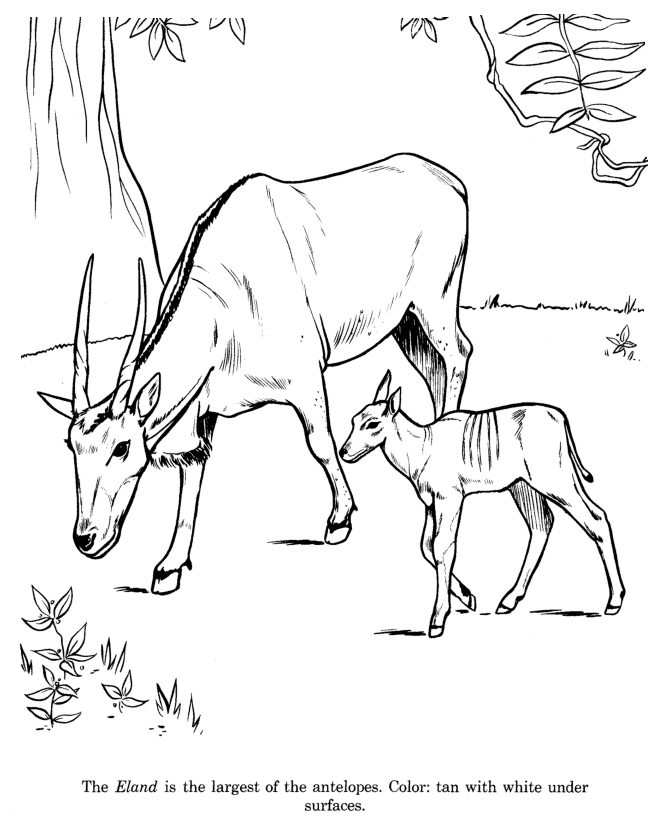 Eland coloring page