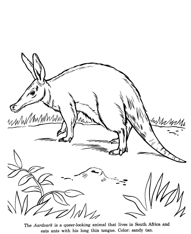 Aardvark coloring page