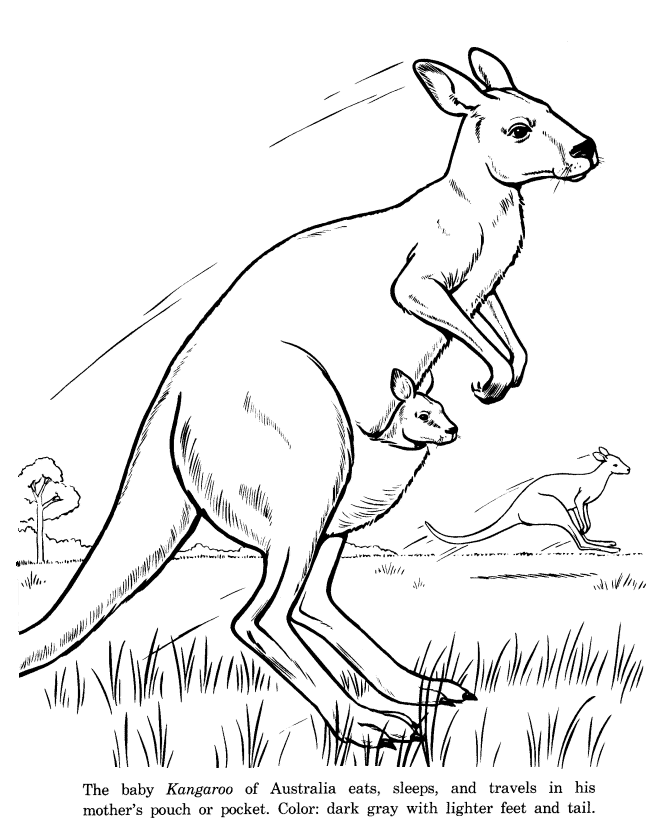 Animal Drawings Coloring Pages | Kangaroo animal identification drawing