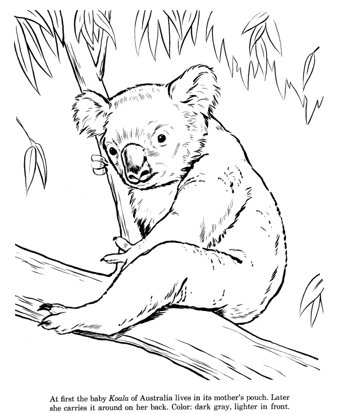 Animal Drawings Coloring Pages | Koala animal identification drawing