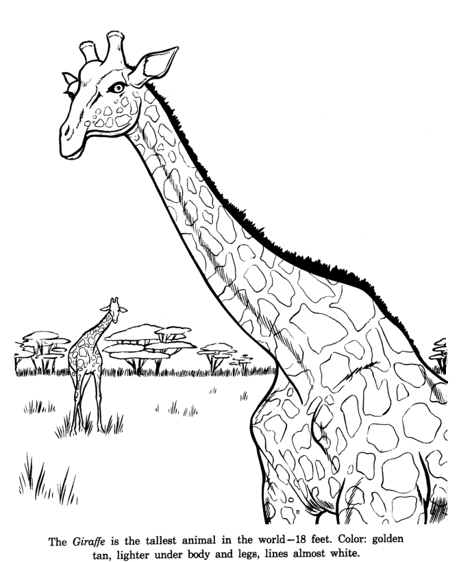 Giraffe coloring page