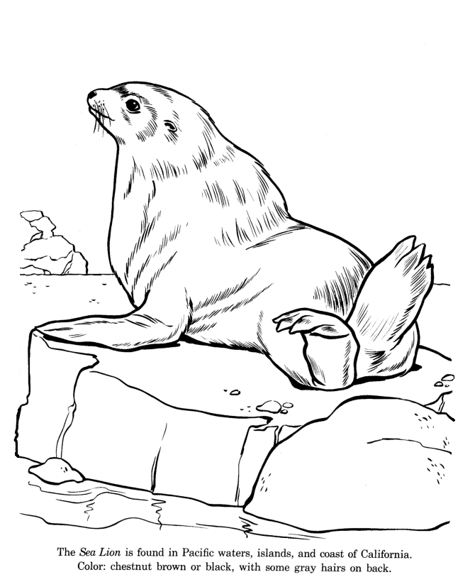 Sea Lion coloring page