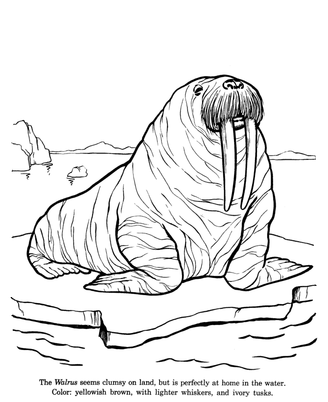 walrus coloring pages - photo #40