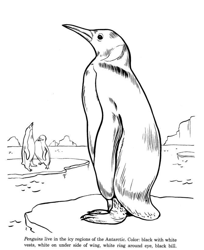 Penguin coloring page