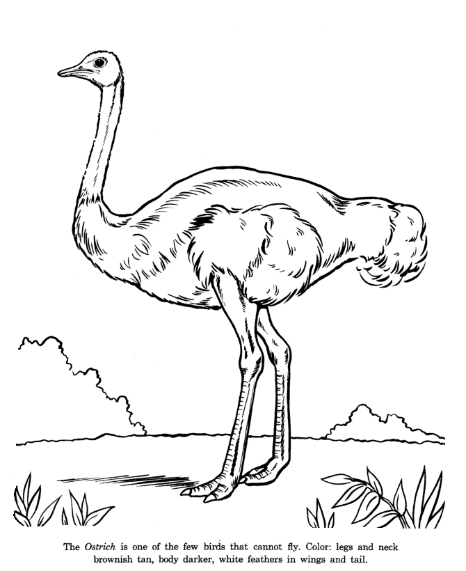 Ostrich coloring page