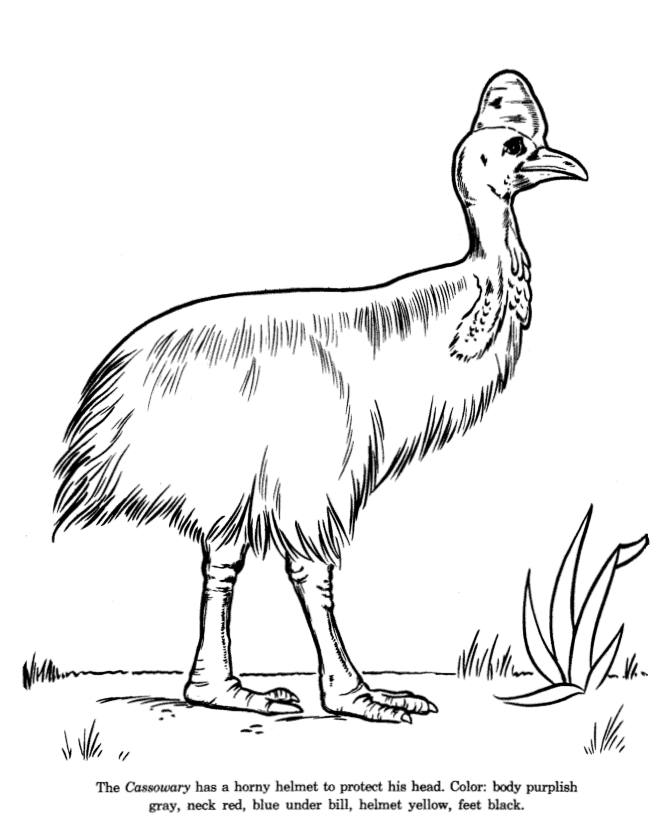 Cassowary coloring page