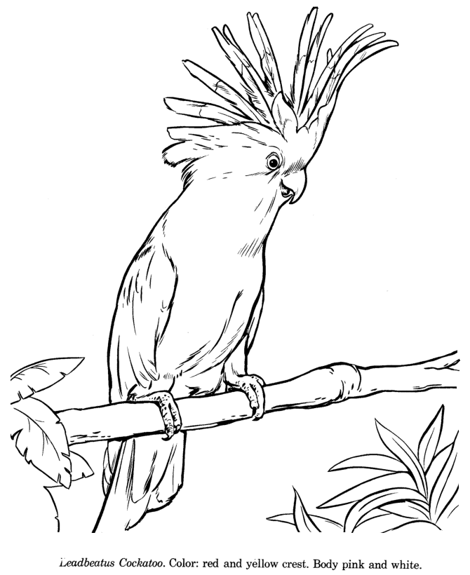 Animal Drawings Coloring Pages | Leadbeatus Cockatoo animal identification  drawing and coloring pages | HonkingDonkey
