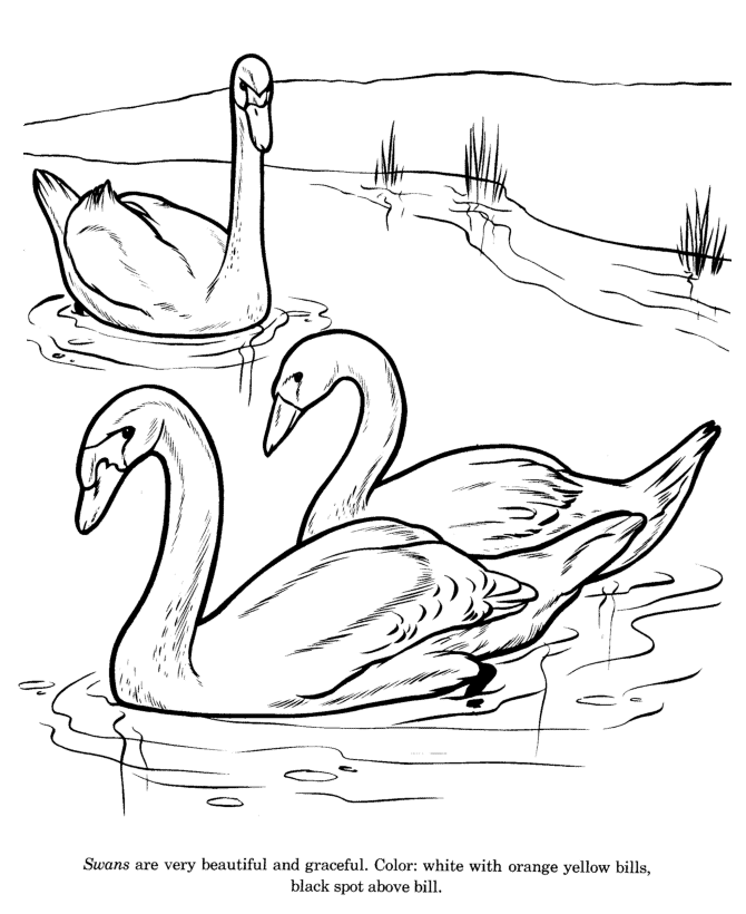 Animal Drawings Coloring Pages | Swan bird identification drawing and  coloring pages | HonkingDonkey