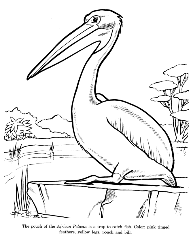 Pelican coloring page