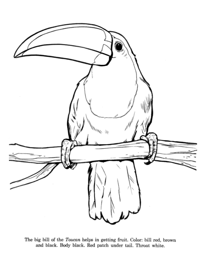 Toucan coloring page