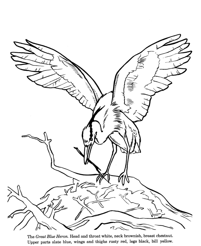 Great Blue Heron coloring page