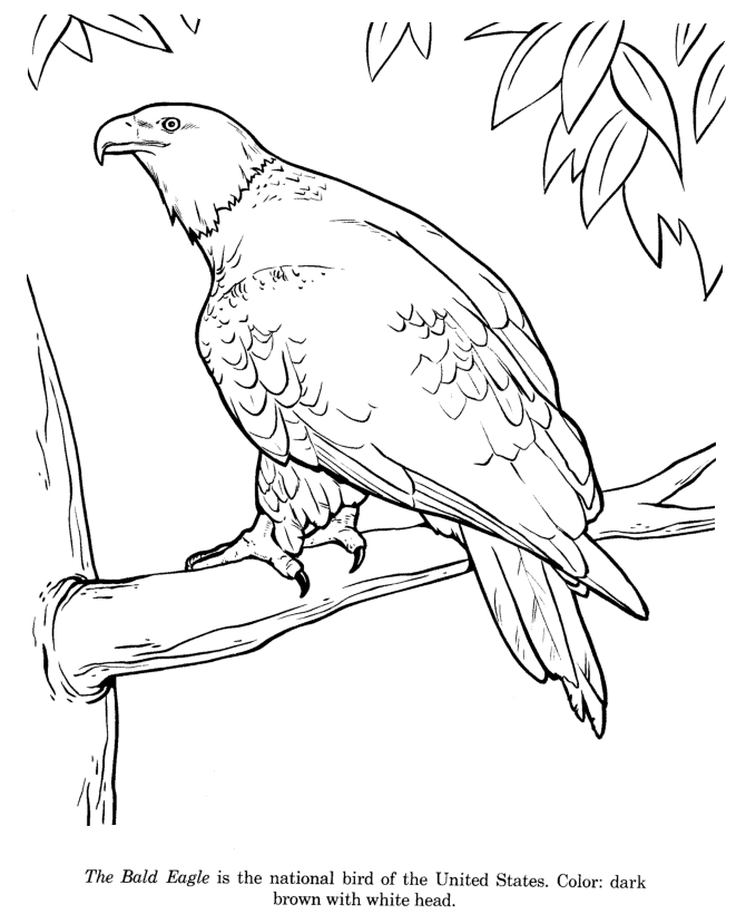 Bald Eagle coloring page