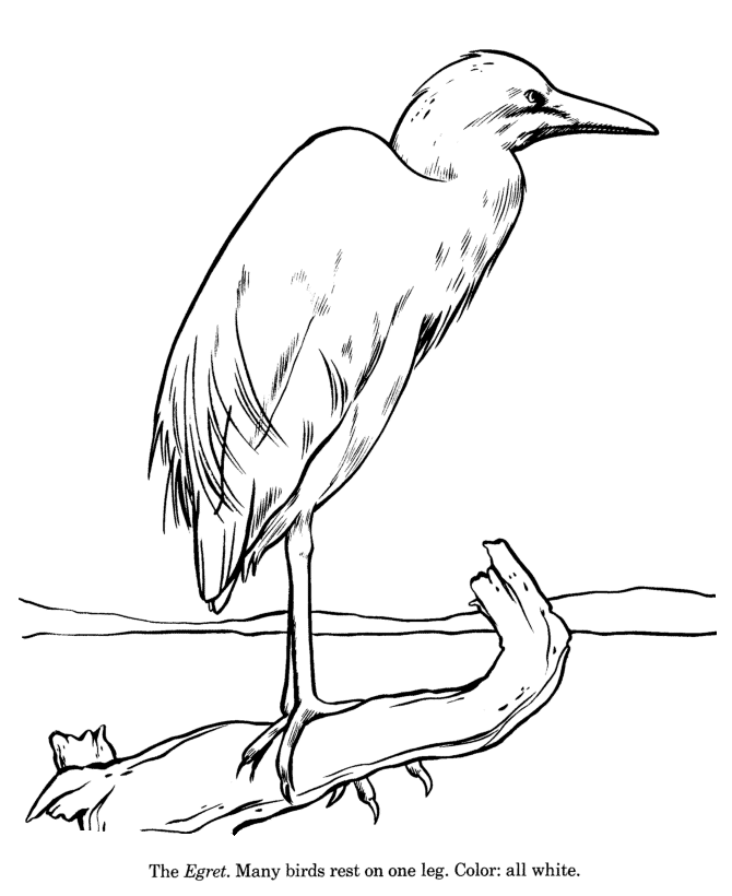 Egret coloring page