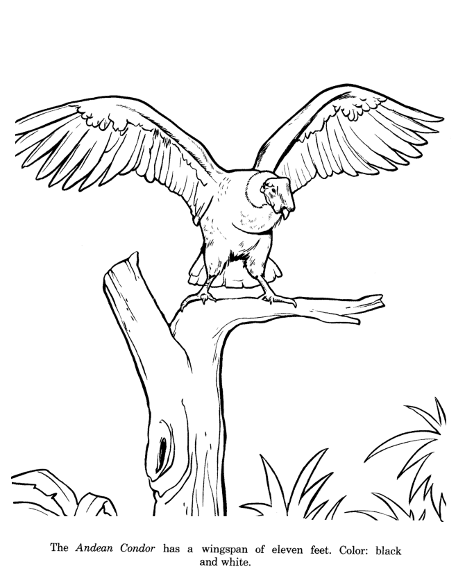 Animal Drawings Coloring Pages | Condor bird identification drawing and  coloring pages | HonkingDonkey