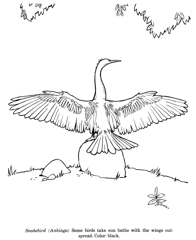 Snakebird (Anhinga) coloring page