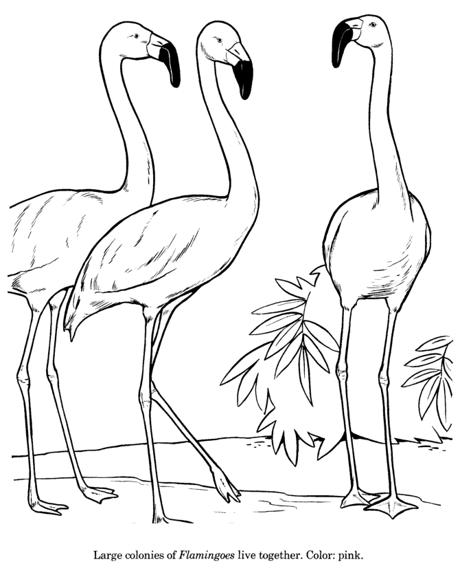 Animal Drawings Coloring Pages | Flamingo bird identification drawing and  coloring pages | HonkingDonkey