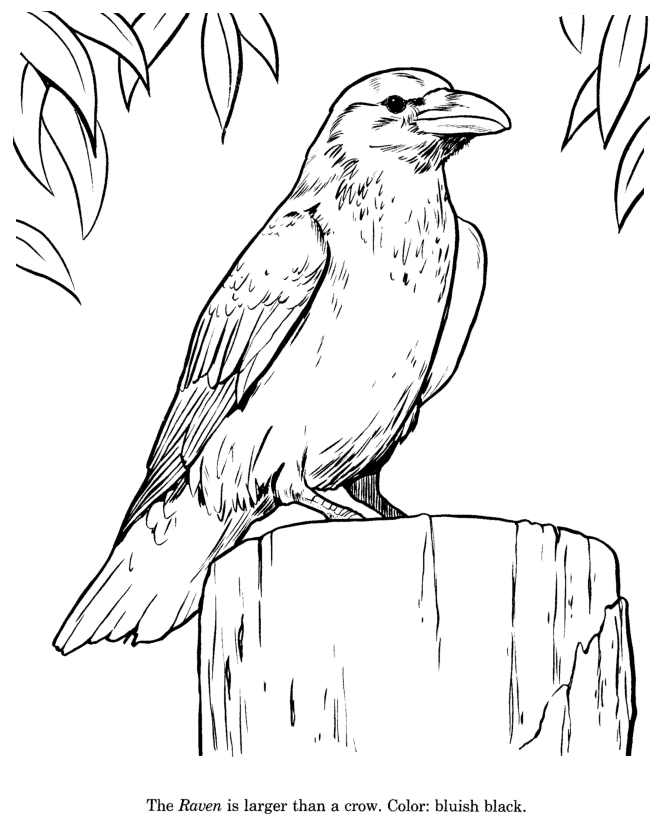 Raven coloring page