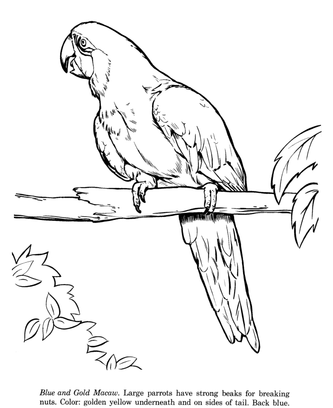 blue and yellow macaw coloring page