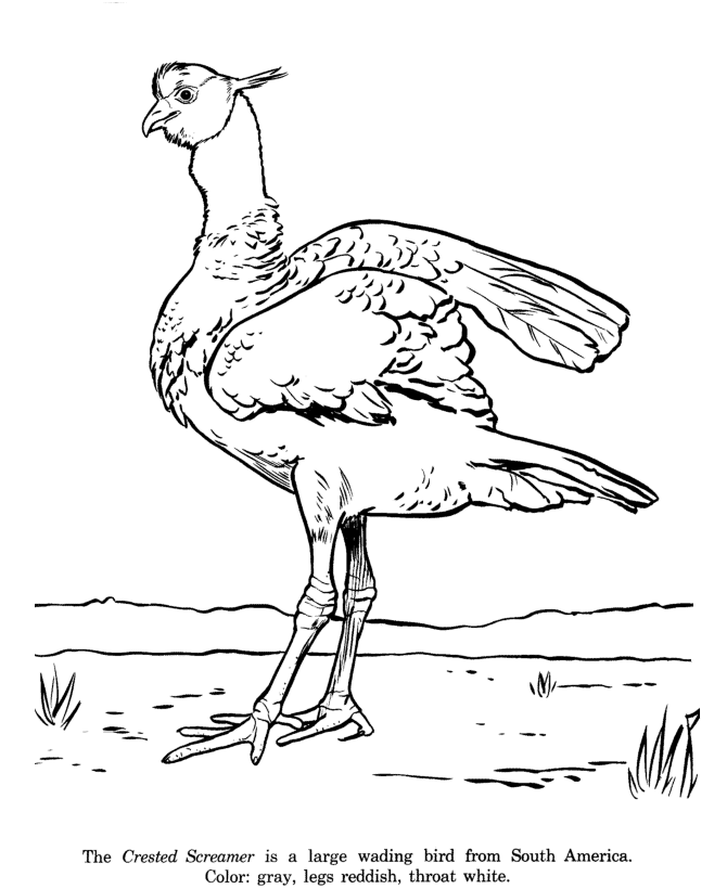 Crested Screamer coloring page