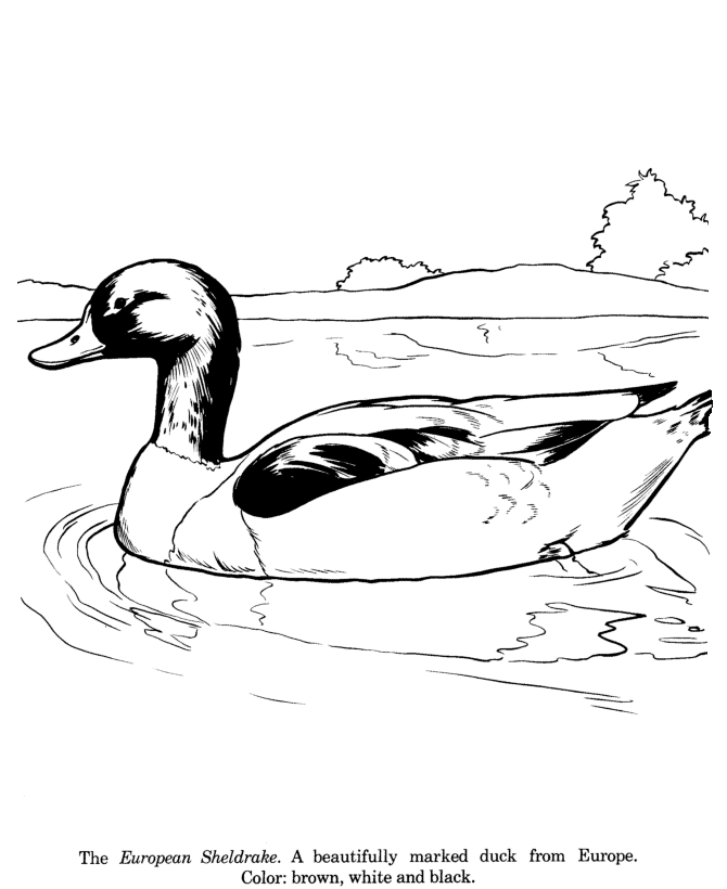 Sheldrake duck coloring page