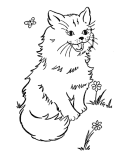 Cat - Animal Coloring Pages
