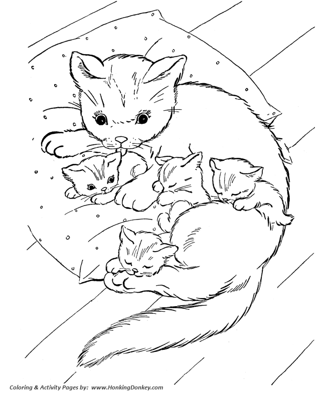 Kitty World: Cat And Kitten Pictures