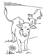 Cow Coloring Pages, Cows in the pasture