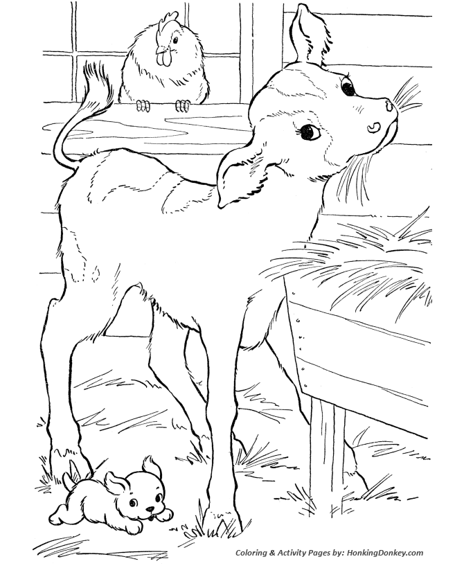 Cow Coloring page | Calf in the barn eating hay