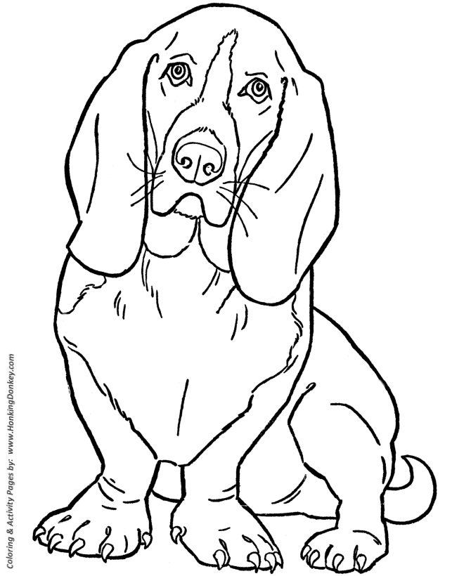 Basset Hound Dog Coloring Page