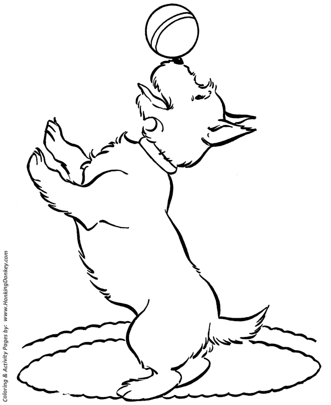 Scottish Terrier - Dog Coloring page