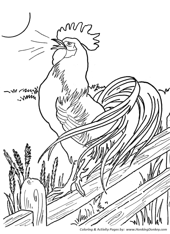 Farm animal chicken coloring page | Morning Roster at the crack of dawn