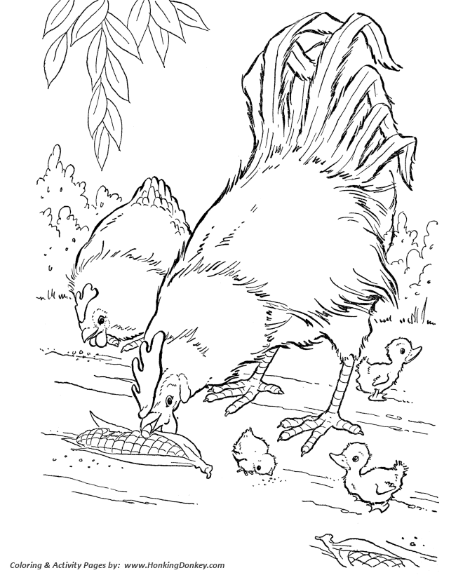 Farm animal chicken coloring page | Corn fed chickens
