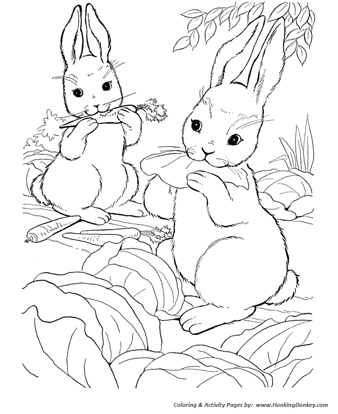 Farm animal coloring page | Wild bunny rabbits