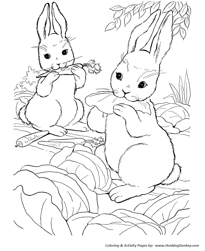 Farm Animal Coloring Pages Wild Bunny Rabbit Coloring Page