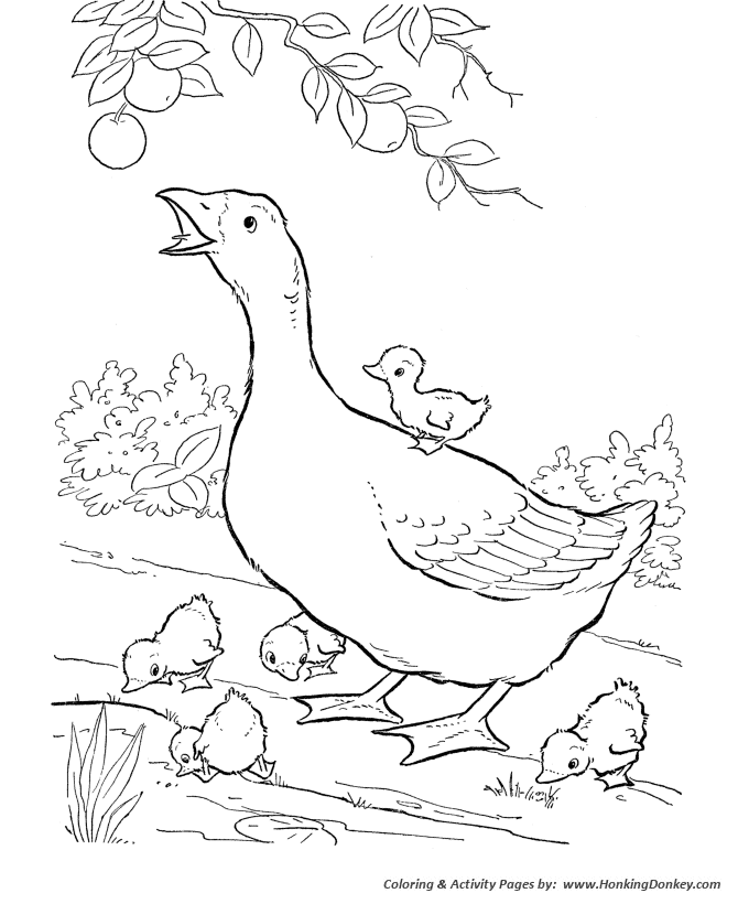 Farm animal coloring page | Geese