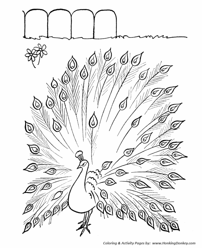 Farm Animal Coloring Pages | Printable Peacock Coloring Page and Kids  Activity sheet | HonkingDonkey