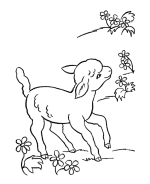 Sheep Coloring Pages