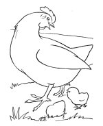 Chickens Coloring Pages