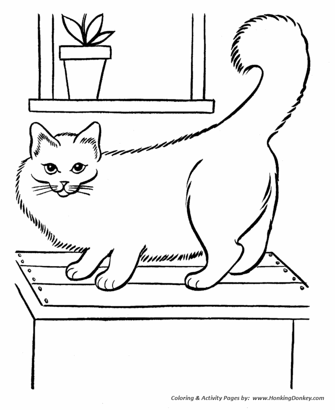 Pet Cat Coloring page | Big fluffy cat