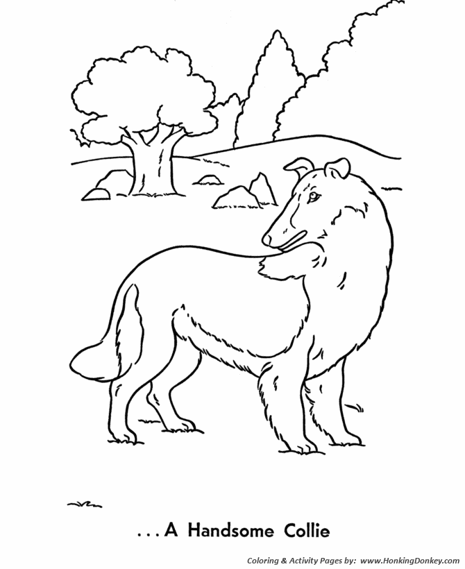 A beautiful pet collie - Pet Dog Coloring page