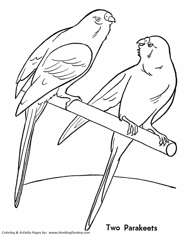 Pet Birds Coloring | 2 pet Parakeet Birds