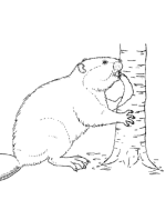 Beaver Coloring Pictures