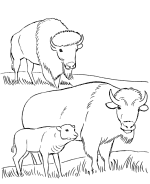 Bison Coloring Pages