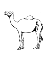 Camel Coloring Pages