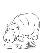 Hippo Coloring Pages