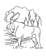 Moose Coloring Pages